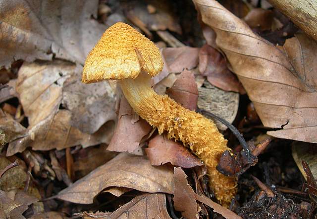 I  Funghi della collina pianeggiante